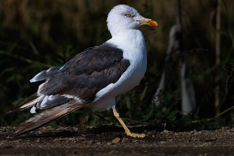 Herring gull Larus argentatus